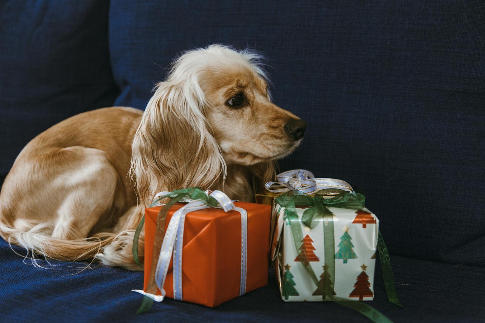 Dog beside boxes of gifts