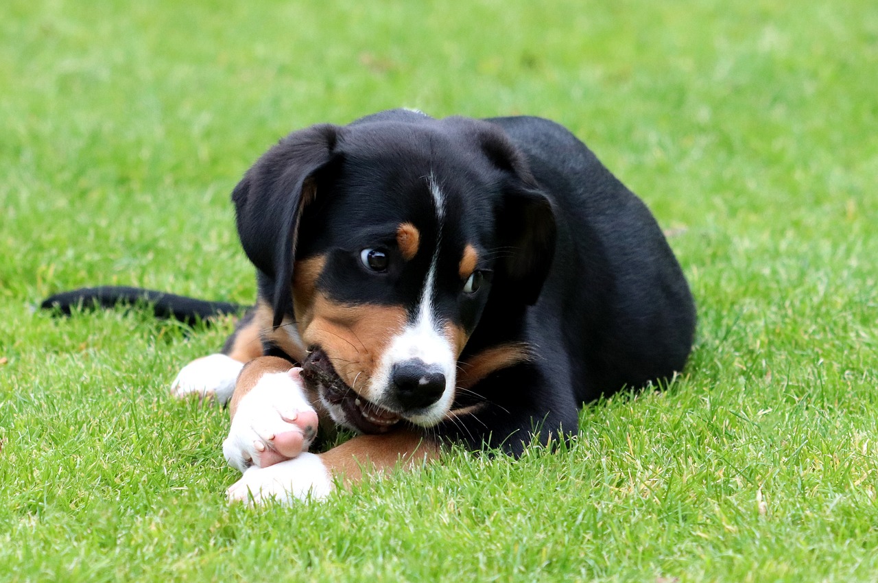 greater swiss mountain puppy