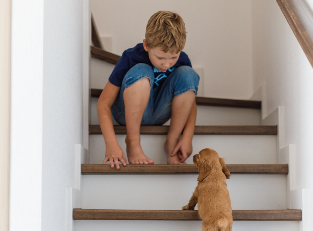 8 years old boy playing with a cocker spaniel puppy on stairs
