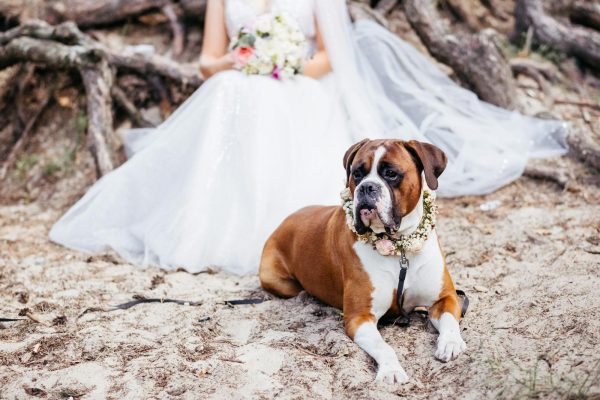 Bride and Her Brown and White Dog