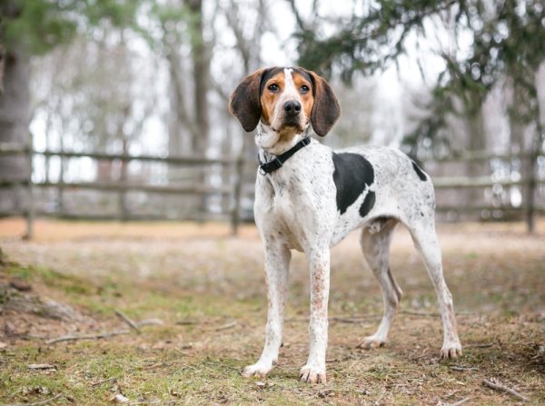 A Treeing Walker Coonhound dog outdoors