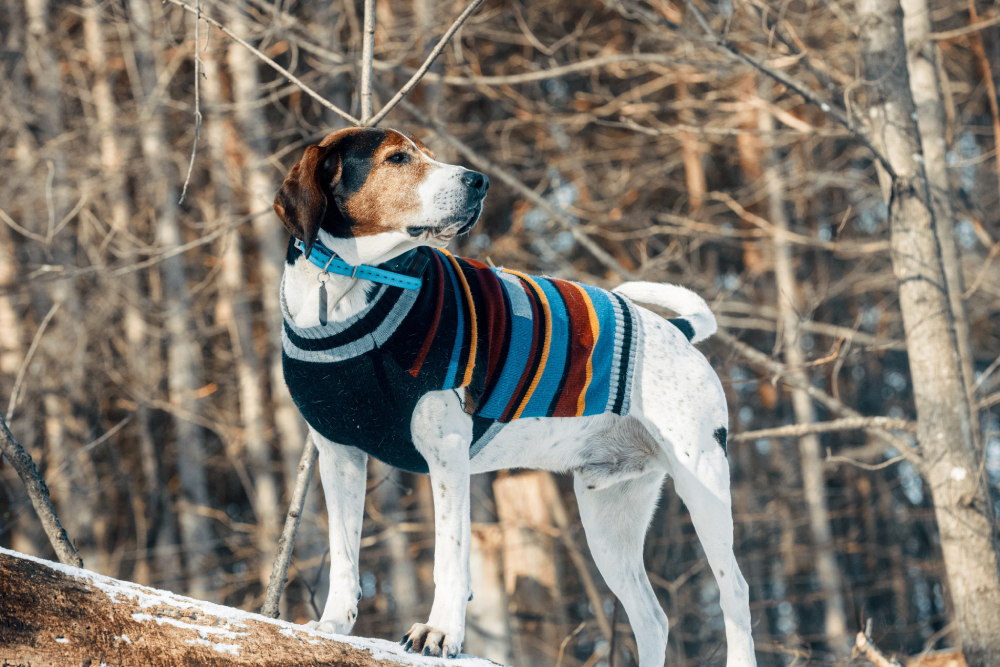 A Treeing Walker Coonhound in a colorful sweater proudly standing on a snowy log