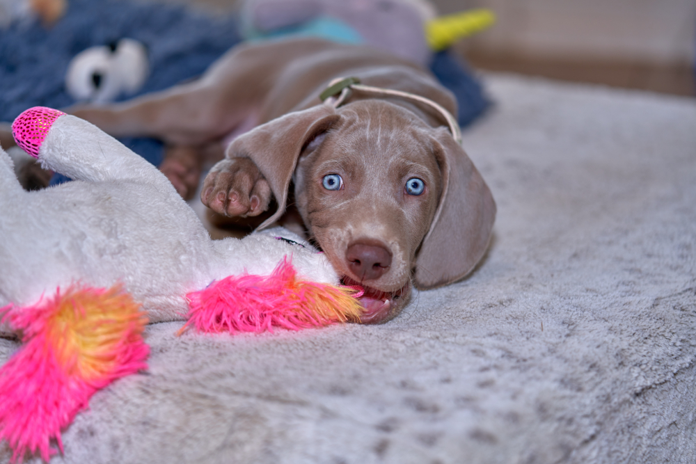 A Weimaraner playing with a toy on his pillow