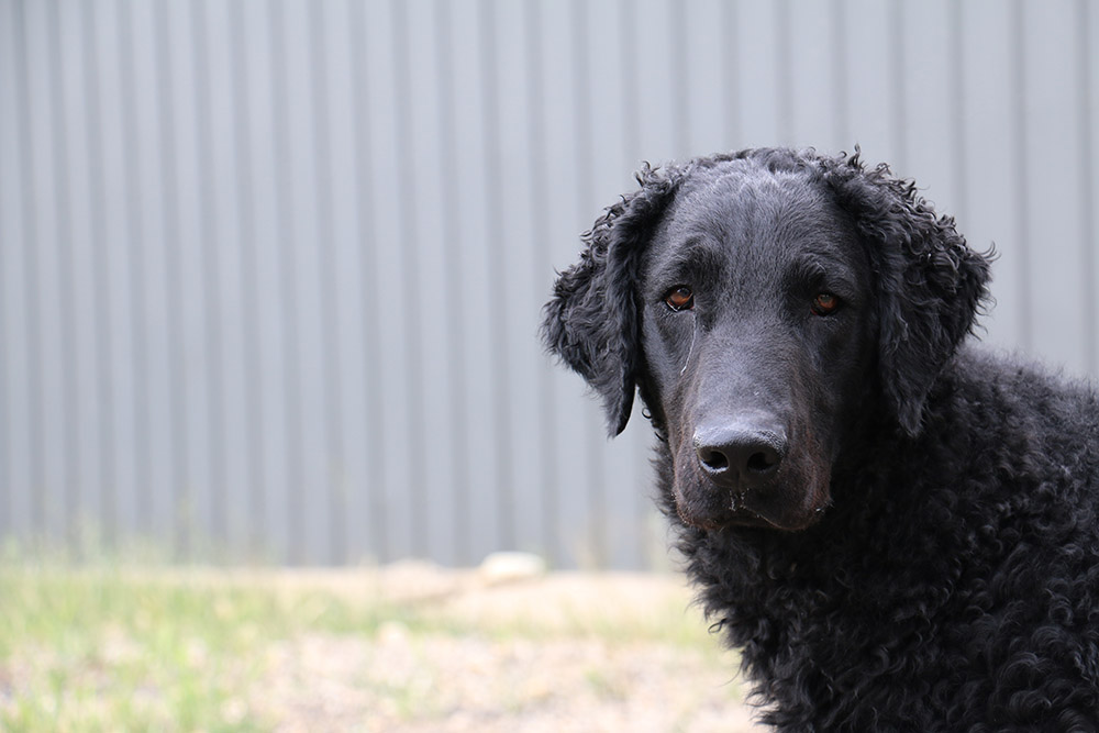 A black curly coated retriever