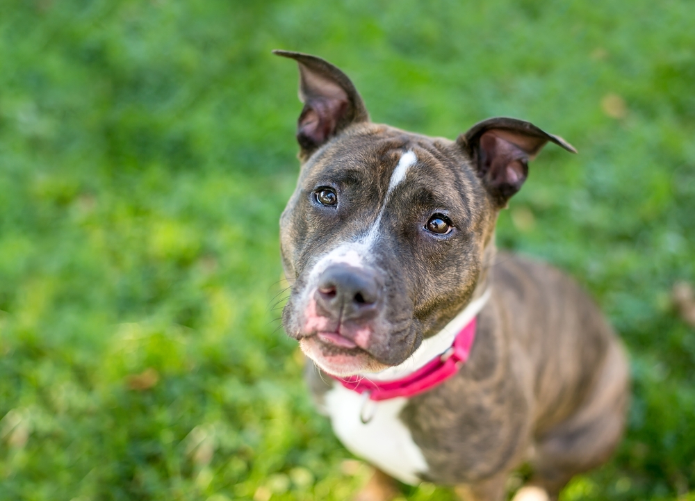 A brindle and white Pit Bull Terrier mixed breed dog wearing a red collar