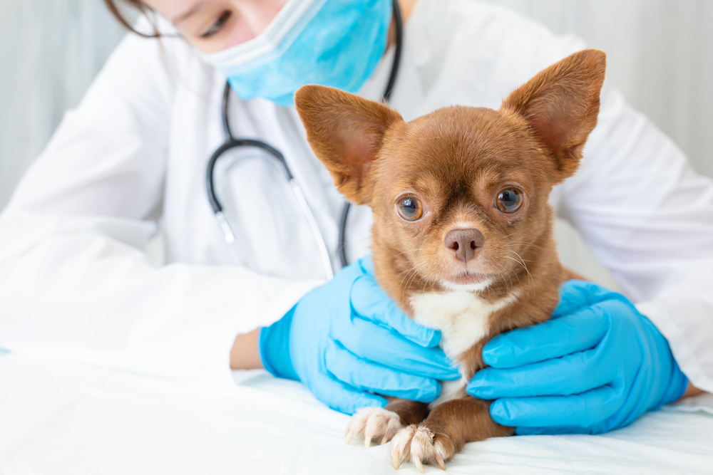 A veterinarian examines a chihuahua puppy_