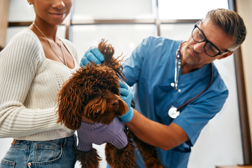 A veterinarian examines a poodle ears