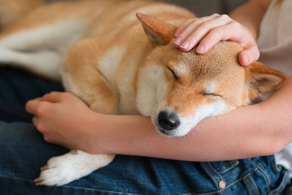 A woman petting a cute red dog Shiba inu