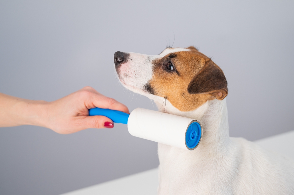 A woman uses a sticky roller to remove hair on a dog