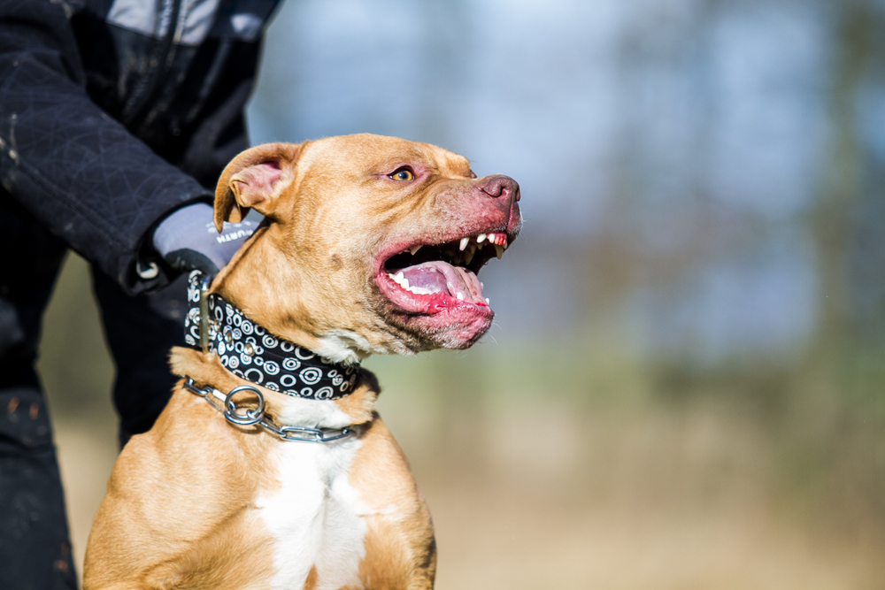 Aggressive Pit Bull baring teeth