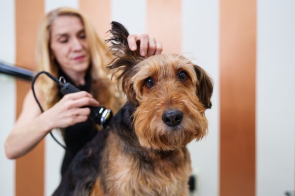 Airedale Terrier enjoying in professional grooming or shaving and doing hair care
