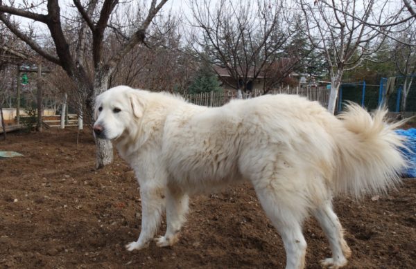 Akbash dog standing outdoor