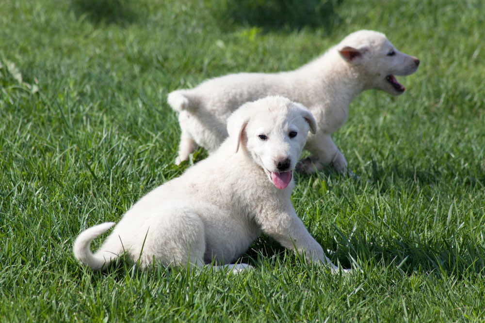 Akbash puppies playing on grass