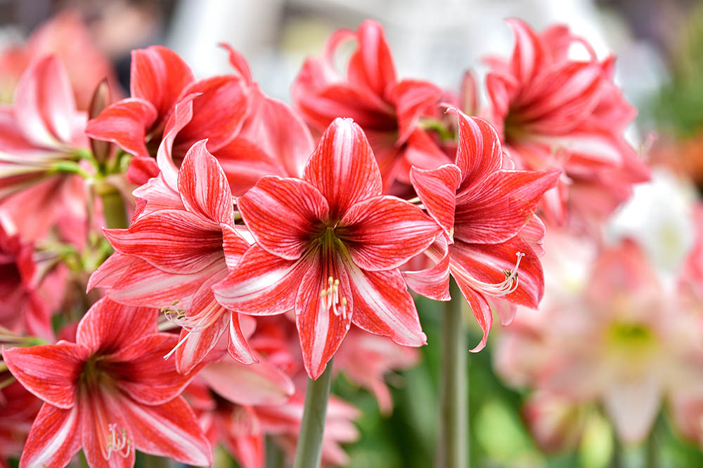 Amaryllis flowers