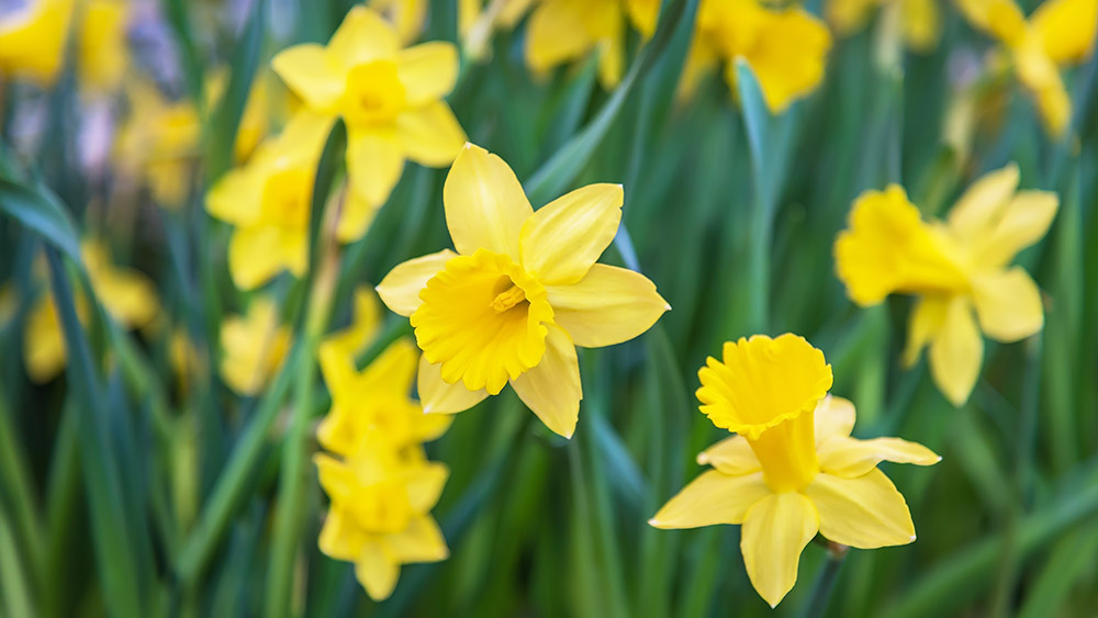 Amazing Yellow Daffodils flower field in the morning sunlight