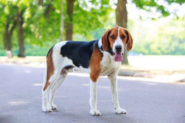 American Foxhound dog standing on pathway at the park