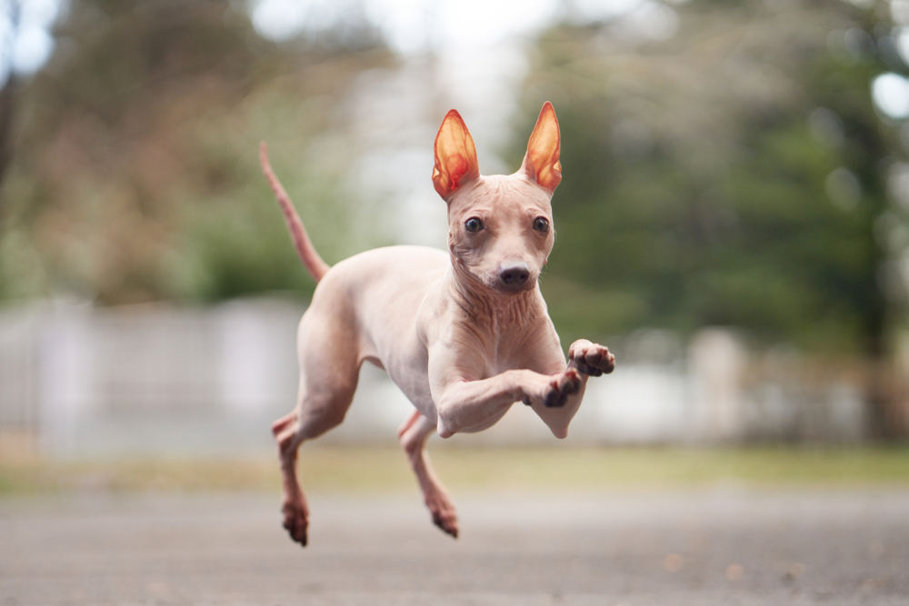 American Hairless Terrier jumping and running in the park