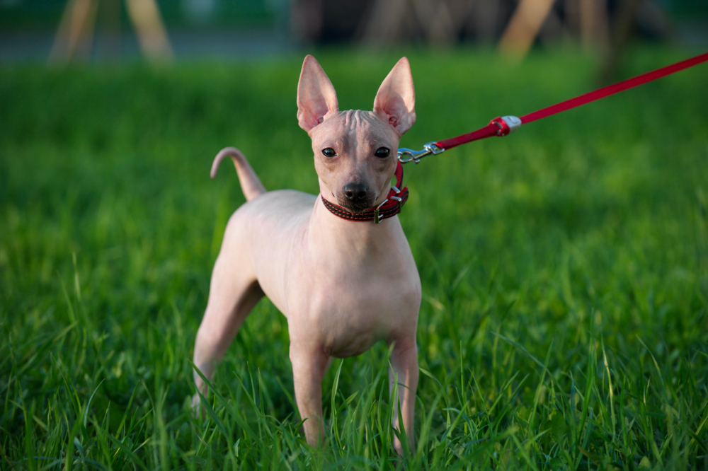 American Hairless Terrier with red leash standing on green lawn background in evening light