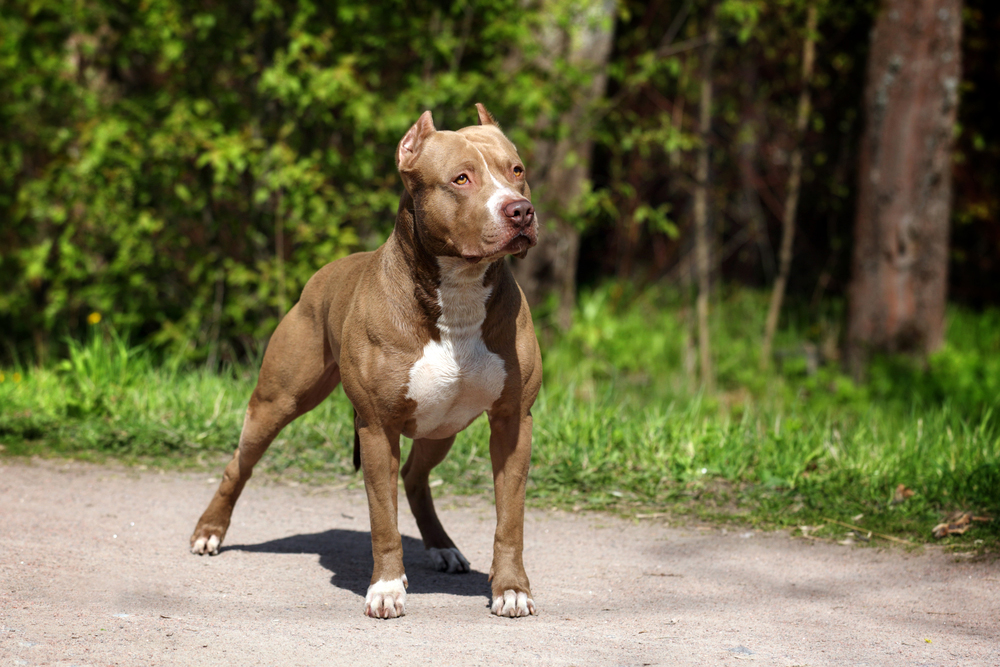 American Pit Bull Terrier dog standing on the track in the park