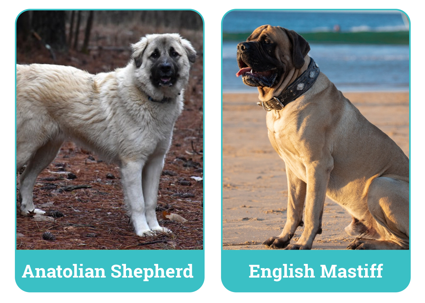 Anatolian Mastiffs and English Mastiffs Side By Side2