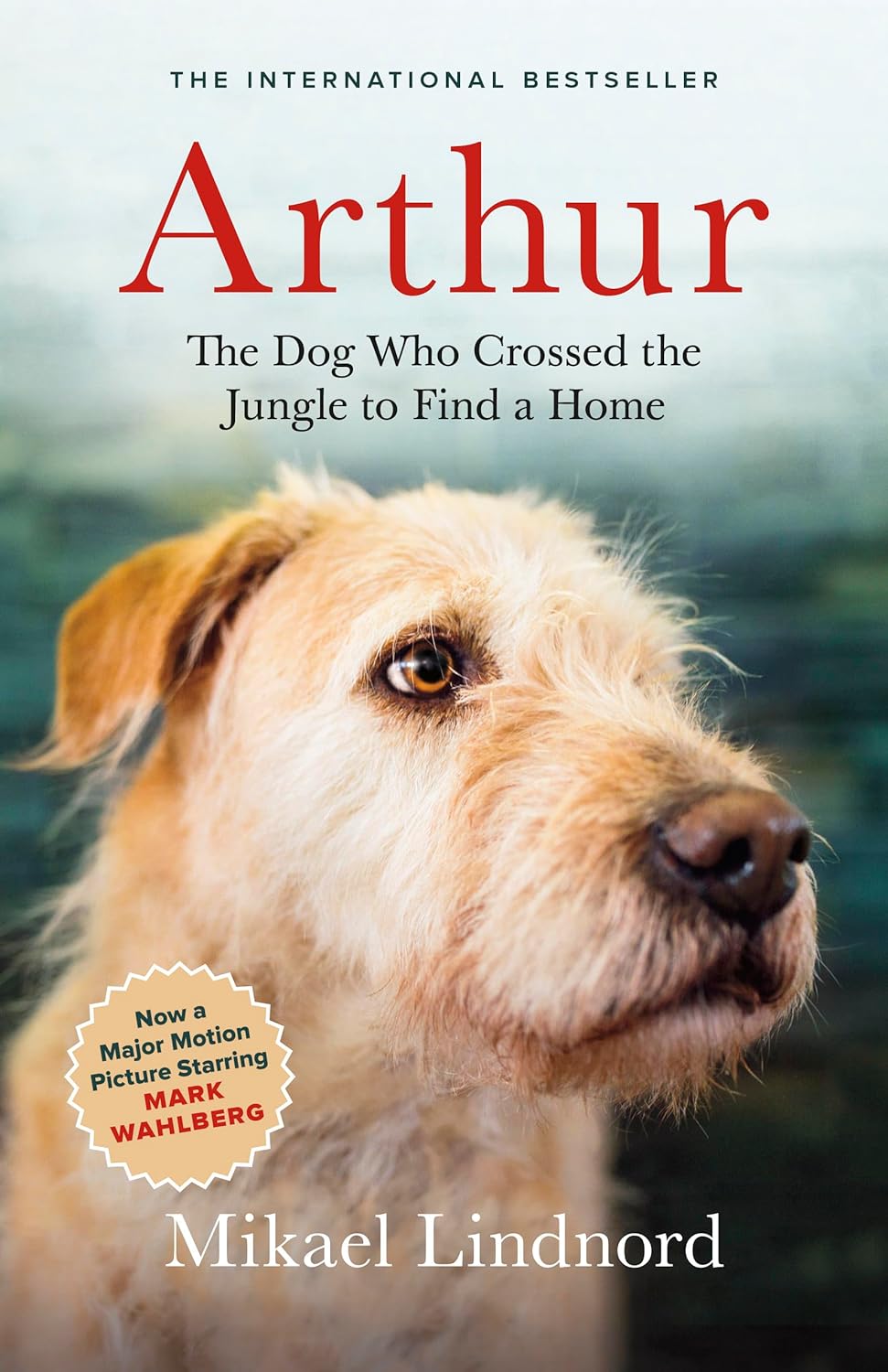 Arthur The Dog Who Crossed the Jungle to Find a Home