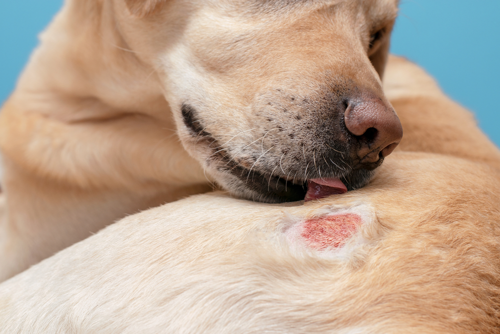 Atopic dermatitis in a labrador dog itching itchy