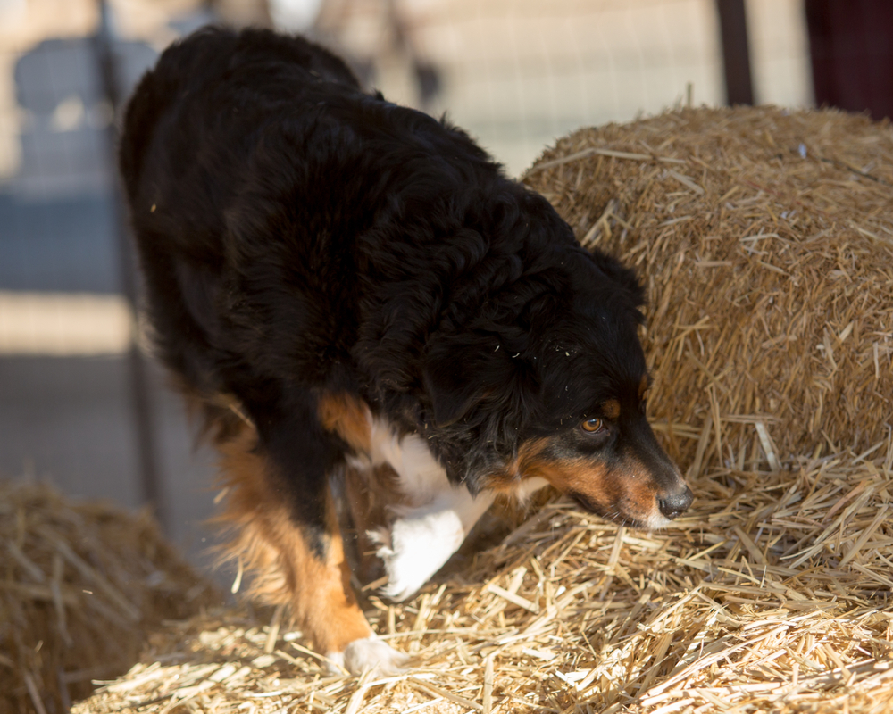 Australian Shepherd checking out the straw searching for a rat in a tube