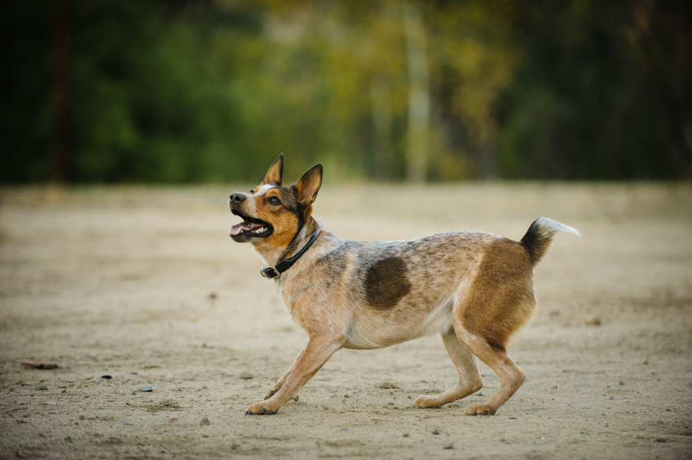 Australian Stuby Tail Cattle Dog playing outdoor