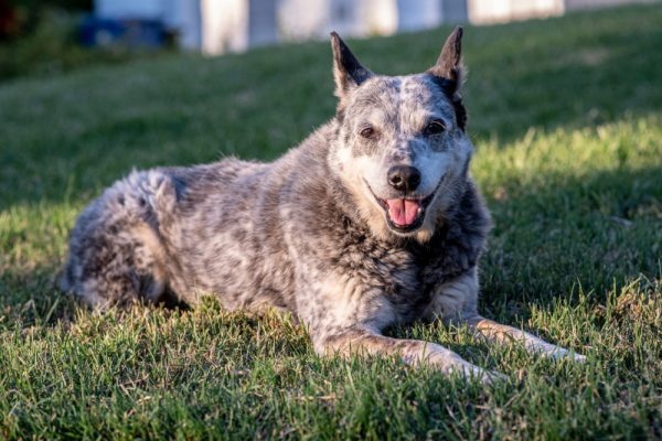 Australian Stumpy Tail Cattle Dog in lying on the grass outdoors