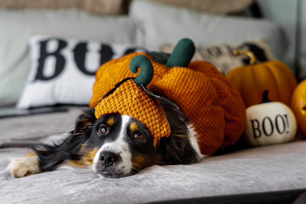Australian shepherd laying on the bed wearing a pumpkin costume for halloween