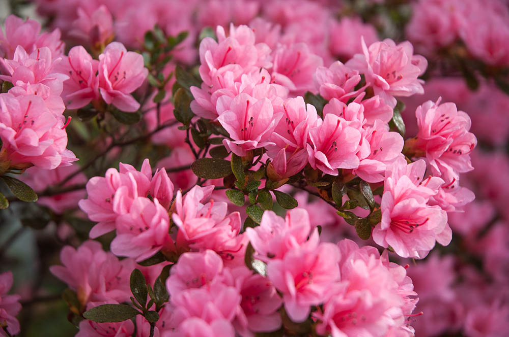 Azalea flower plant