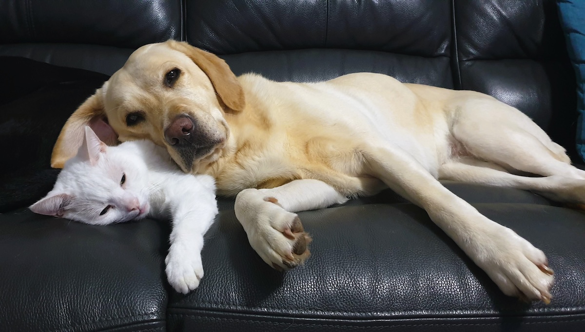 Bailey and her favourite  pillow