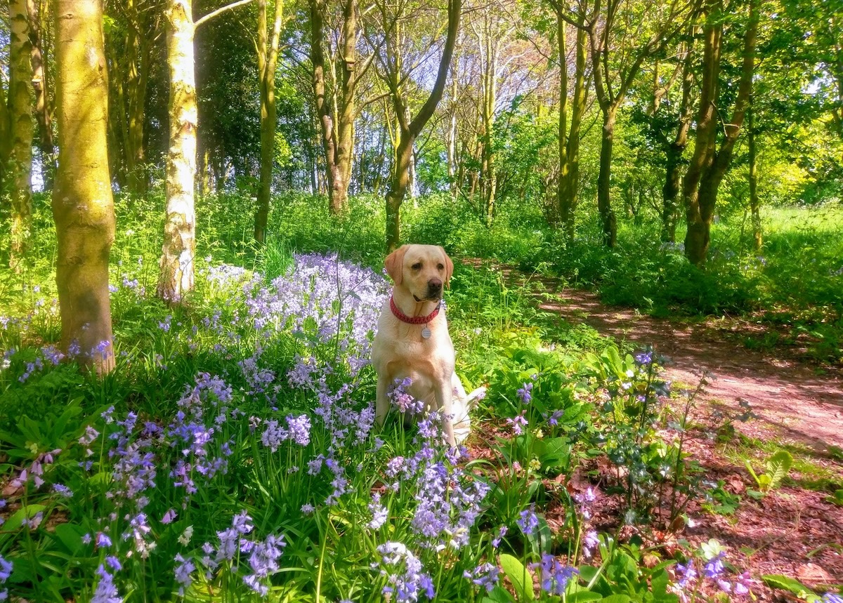 Bailey in the bluebells