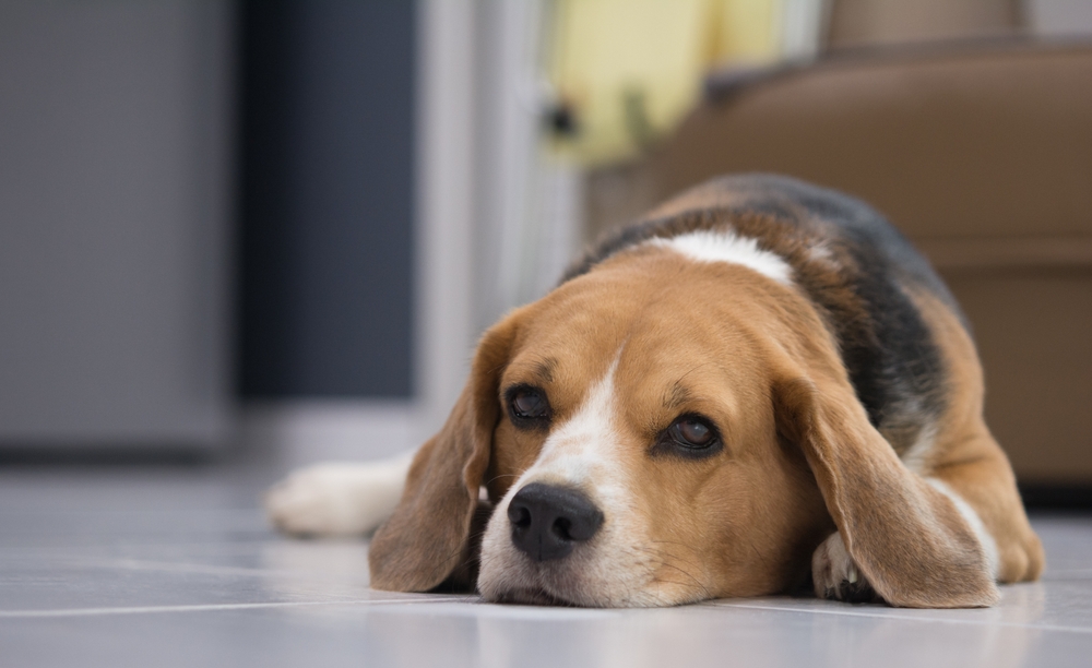 Beagle dog lying down waiting for owner with sad face