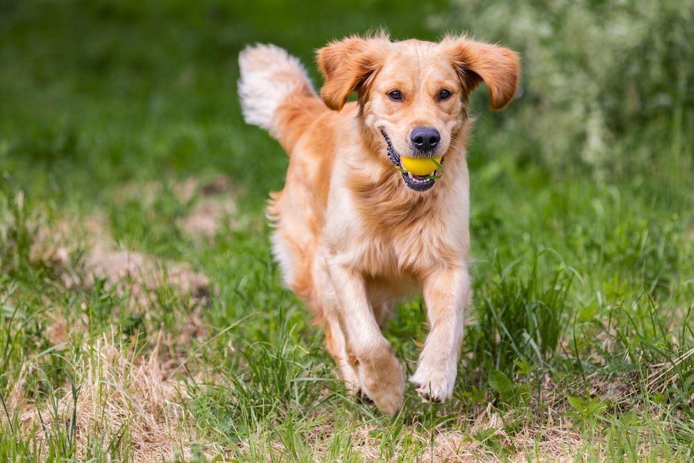 Beautiful golden retriever dog running playing fetch