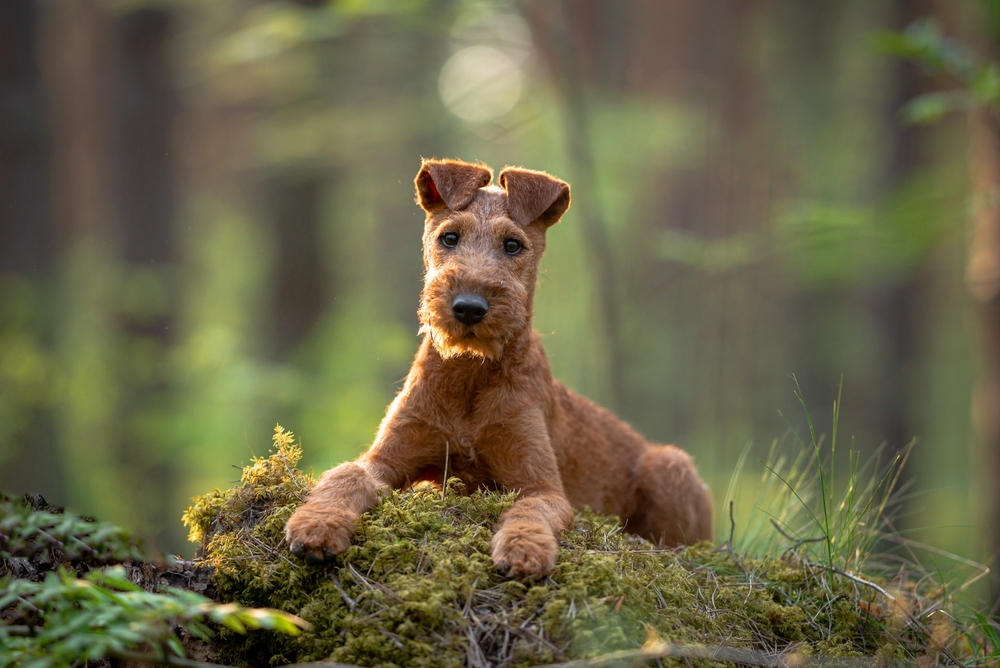 Beautiful irish terrier puppy