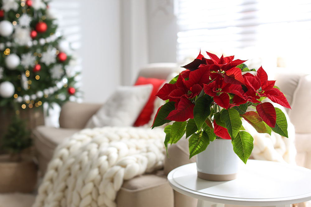 Beautiful poinsettia on white table indoors