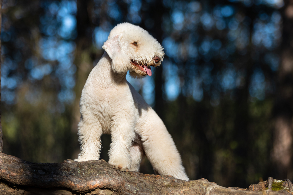 Bedlington Terrier dog on a summer day outdoors