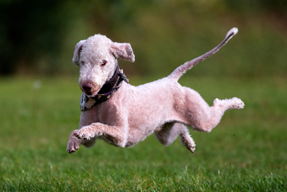 Bedlington Terrier dog running on grass