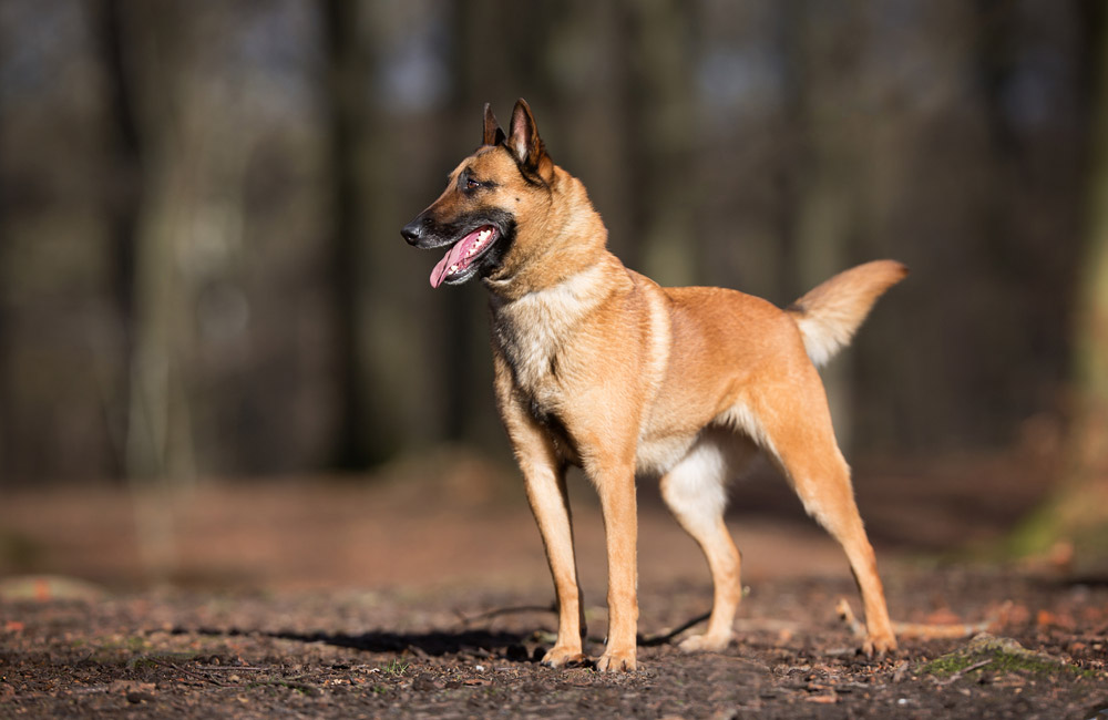 Belgian Malinois dog standing in the forest