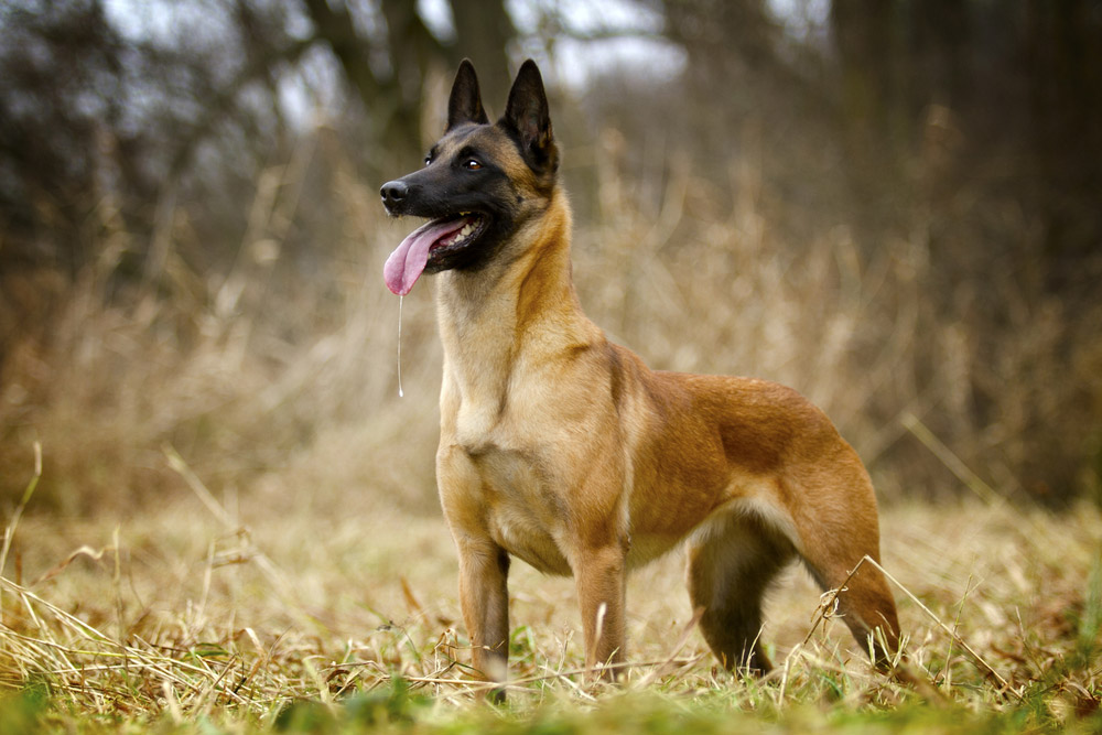 Belgian Malinois dog standing outdoor