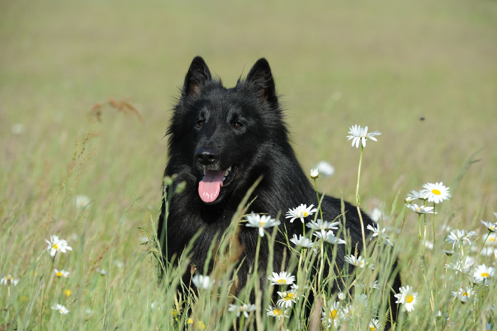 Belgian Sheepdog Groenendae lying on grass