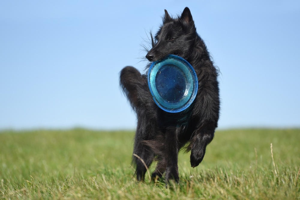 Belgian Sheepdog playing in grass