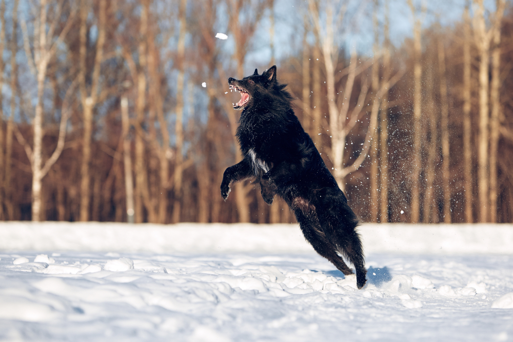 Belgian Shepherd Groenendael dog jumping on the snow
