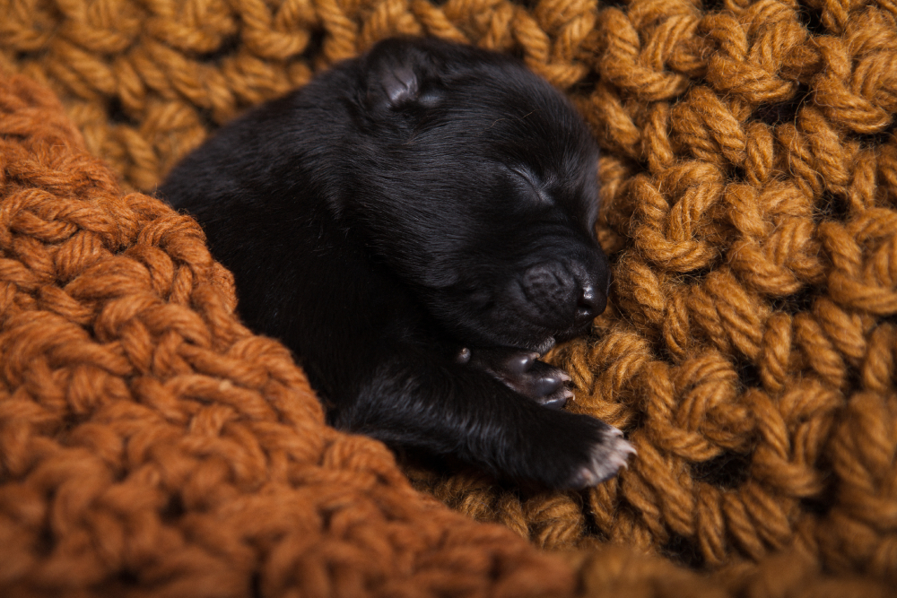 Belgian shepherd groenendael puppy sleeps