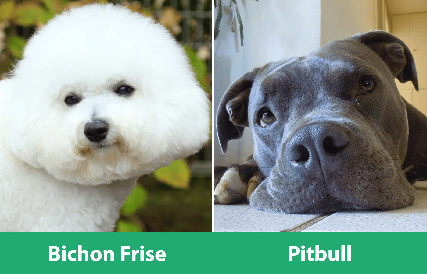 Bichon Pitbull Side By Side Clsoe up - Bichon Pitbull Mix Info: Pictures, Temperament, &amp; Traits