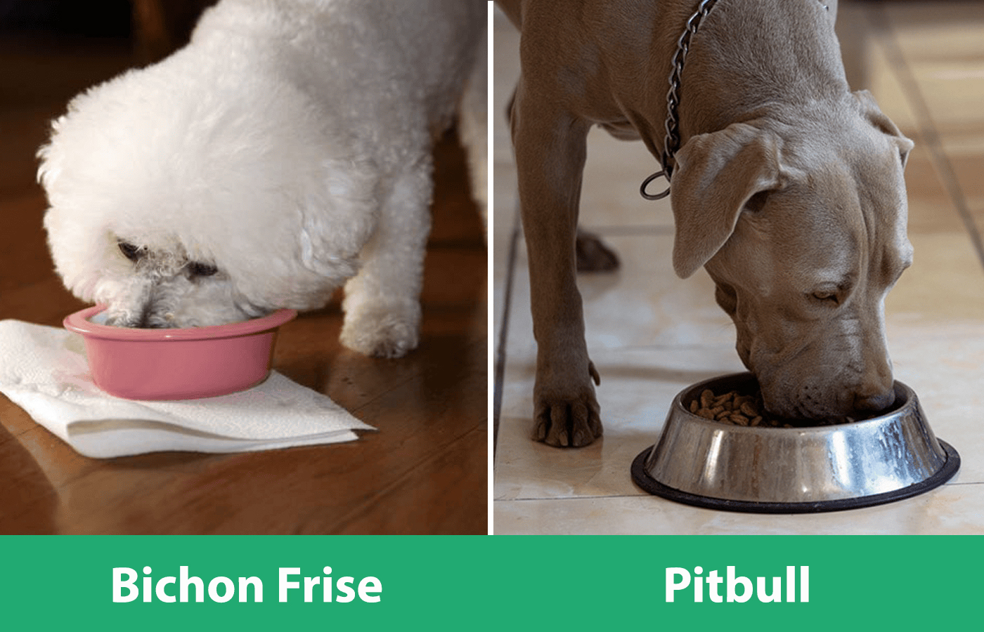 Bichon Pitbull Side By Side Eating - Bichon Pitbull Mix Info: Pictures, Temperament, &amp; Traits