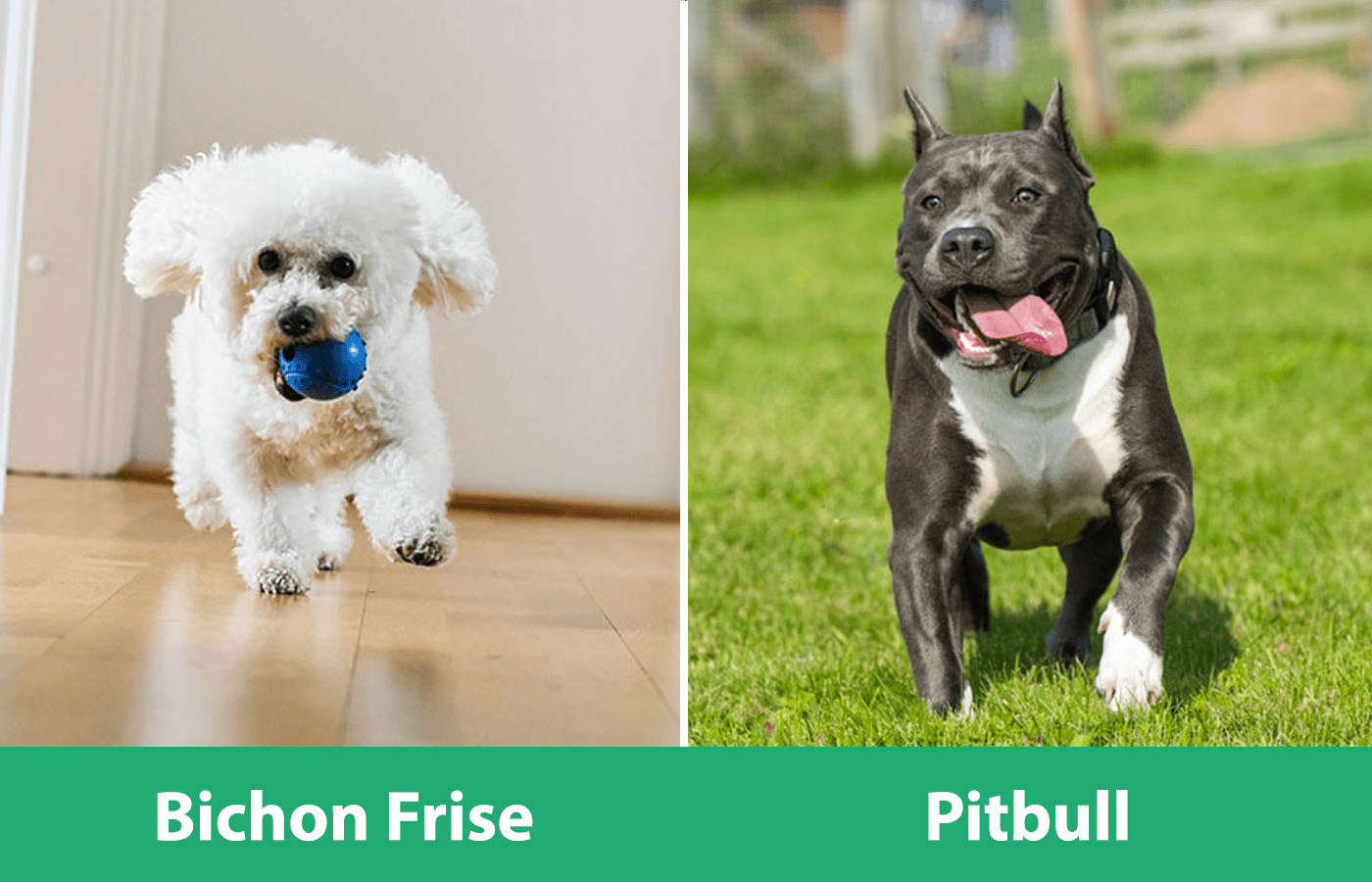 Bichon Pitbull Side By Side Playing