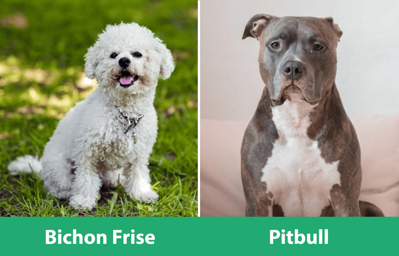 Bichon Pitbull Side By Side Sitting