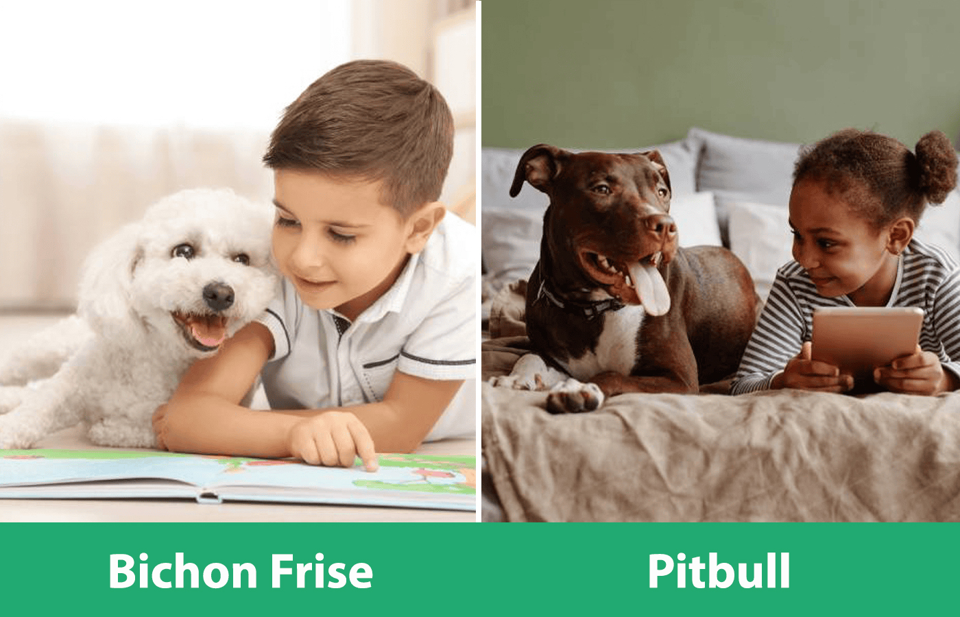 Bichon Pitbull Side By Side with kids